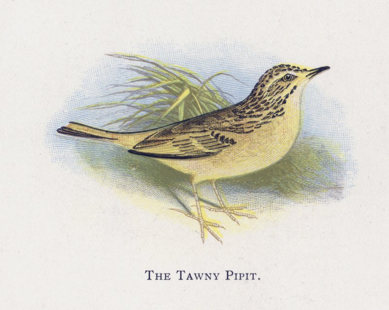 The Tawny Pipit av Alexander Francis Lydon