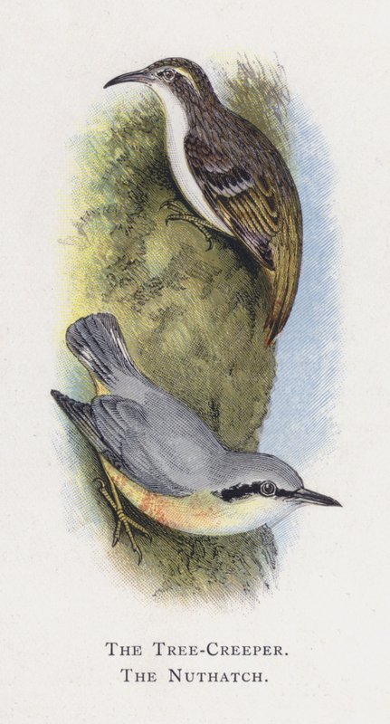 Tre-Kryperen, Nuthatch av Alexander Francis Lydon