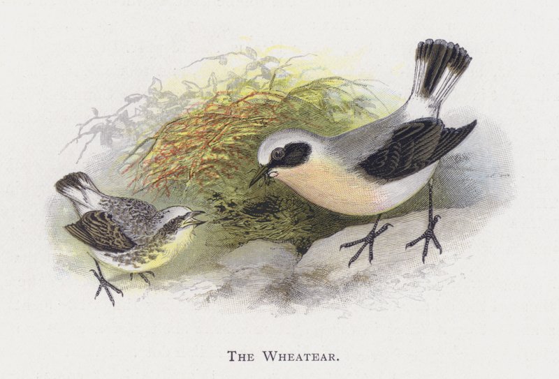 The Wheatear av Alexander Francis Lydon