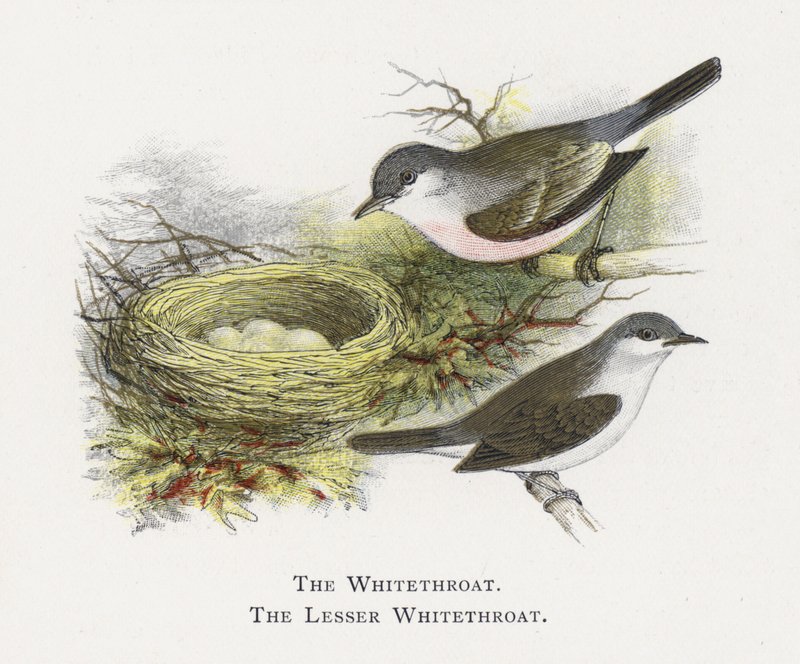 The Whitethroat, The Lesser Whitethroat av Alexander Francis Lydon
