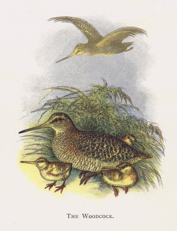 Woodcock av Alexander Francis Lydon