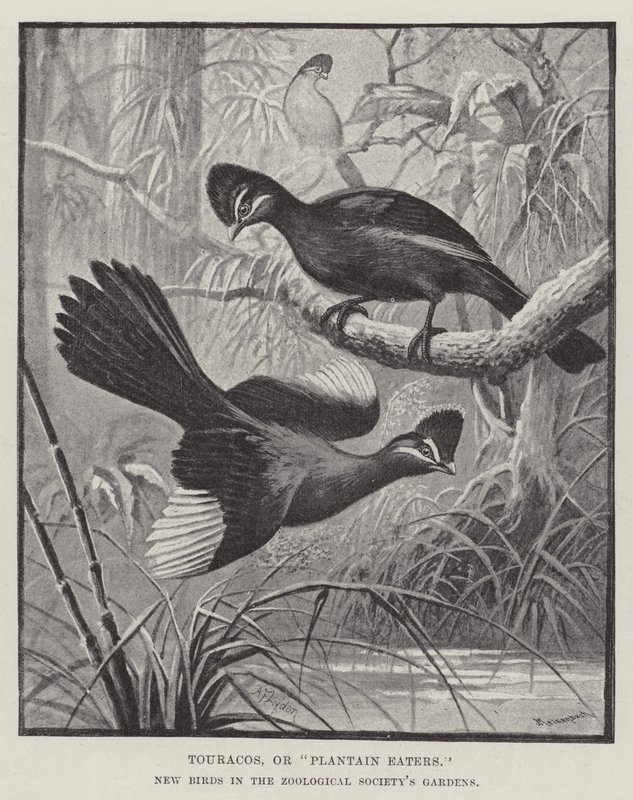 Touracos, eller Plantain Eaters, nye fugler i Zoological Society's Gardens av Alexander Francis Lydon