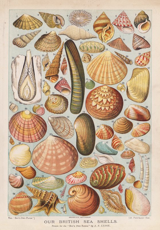 Britiske skjell (chromolitho) av Alexander Francis (after) Lydon