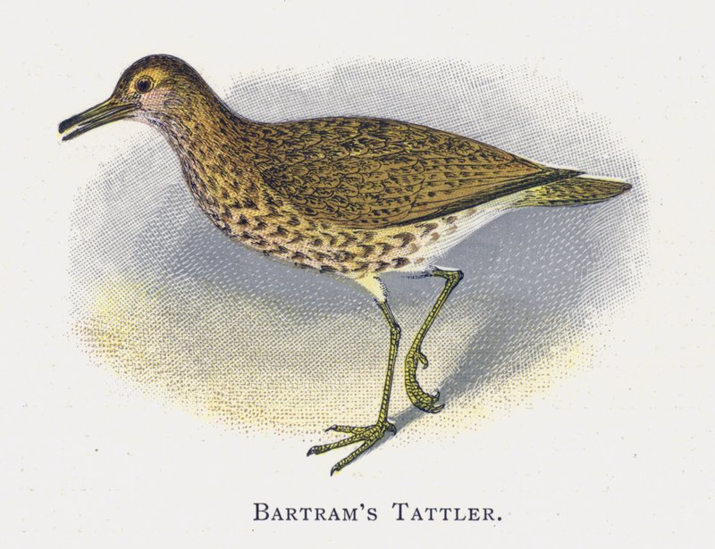 Batrams Tattler av Alexander Francis Lydon
