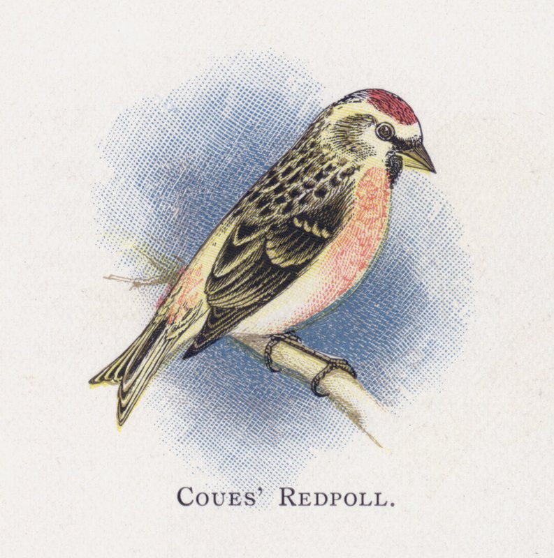 Coues Redpoll av Alexander Francis Lydon
