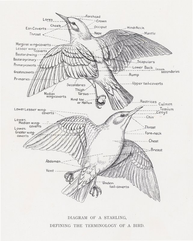 Diagram av en stær, som definerer terminologien til en fugl (litho) av Alexander Francis Lydon