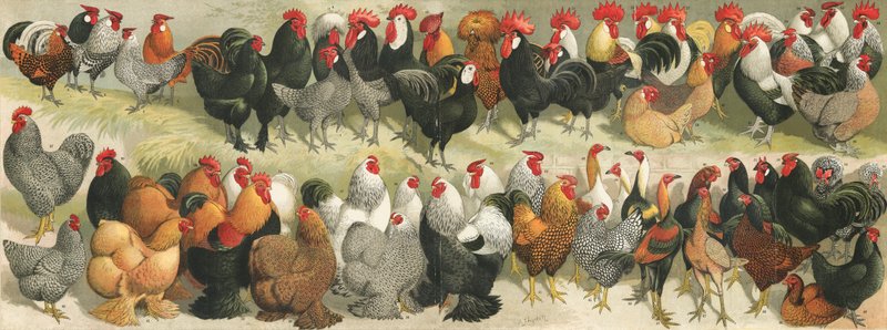 Fowl av Alexander Francis Lydon