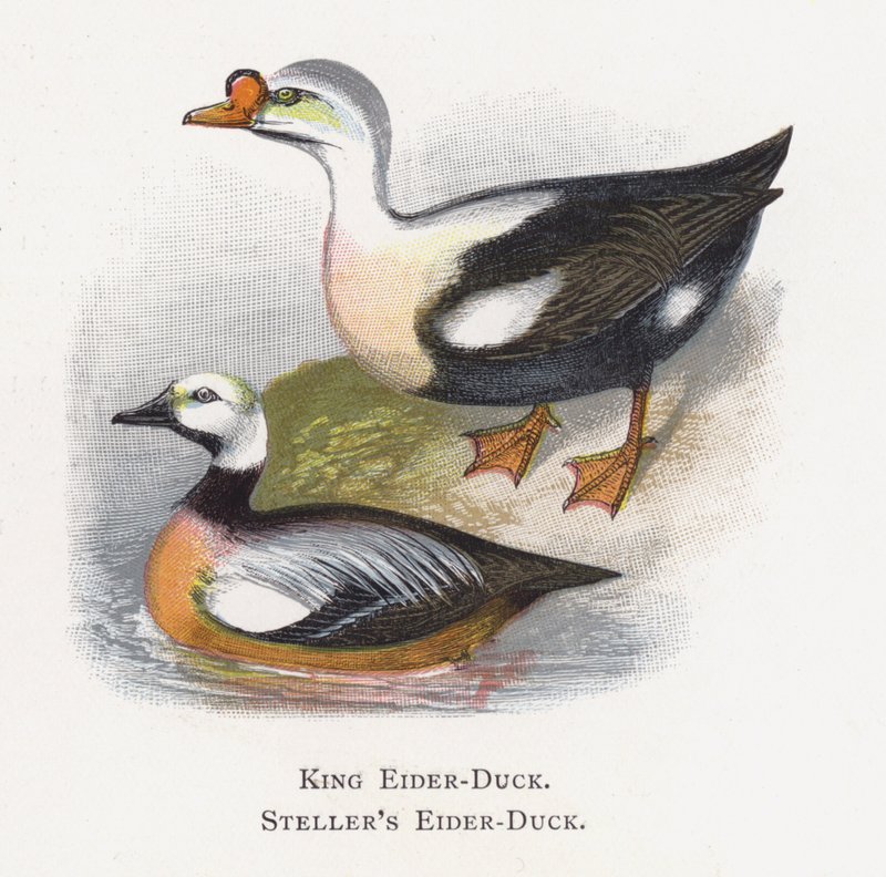 King Eider-Duck, Stellers Eider-Duck av Alexander Francis Lydon