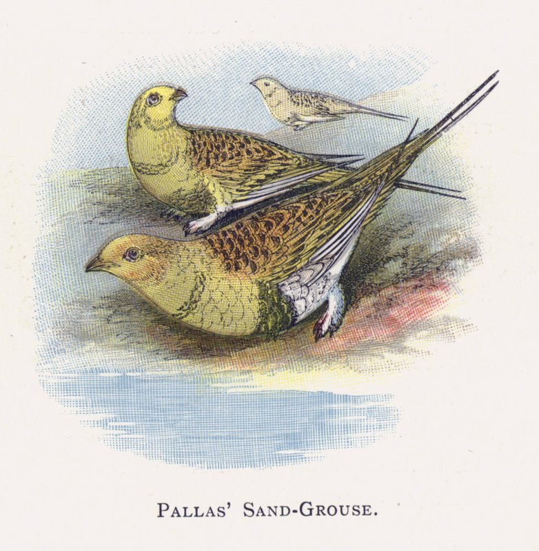 Pallas Sand-Grouse av Alexander Francis Lydon
