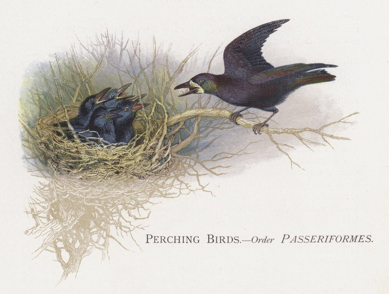 Sittende fugler, bestill Passeriformes av Alexander Francis Lydon