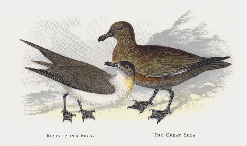 Richardsons Skua, The Great Skua av Alexander Francis Lydon