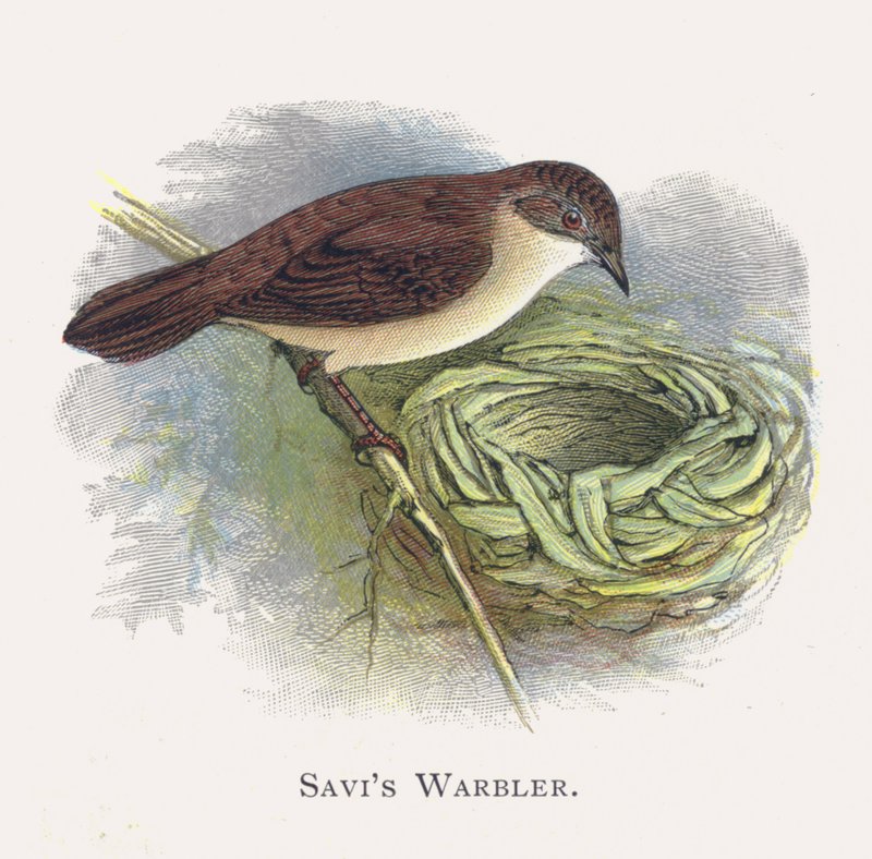 Savis Warbler av Alexander Francis Lydon