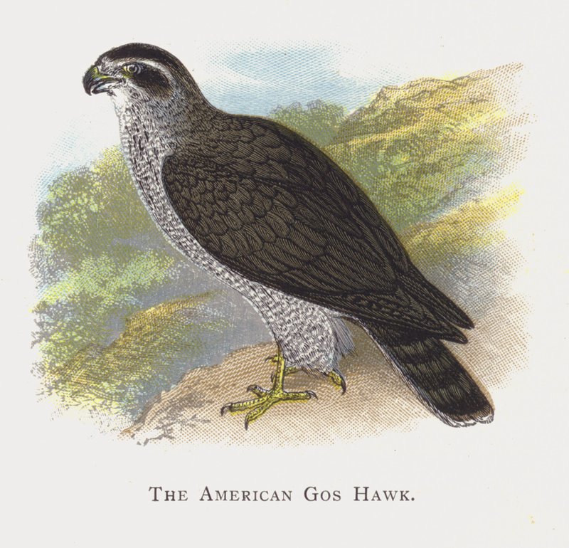 Den amerikanske Gos Hawk av Alexander Francis Lydon