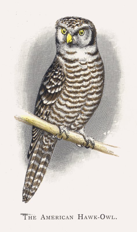 Den amerikanske Hawk-owl av Alexander Francis Lydon