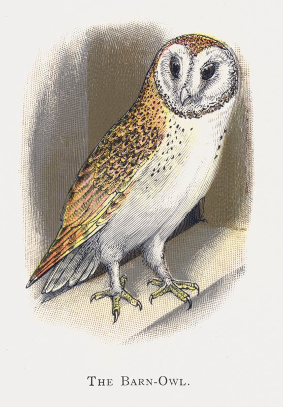 Barnugle av Alexander Francis Lydon