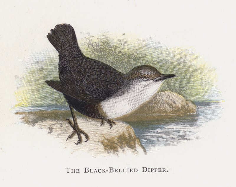 Svart-bellied Dipper av Alexander Francis Lydon