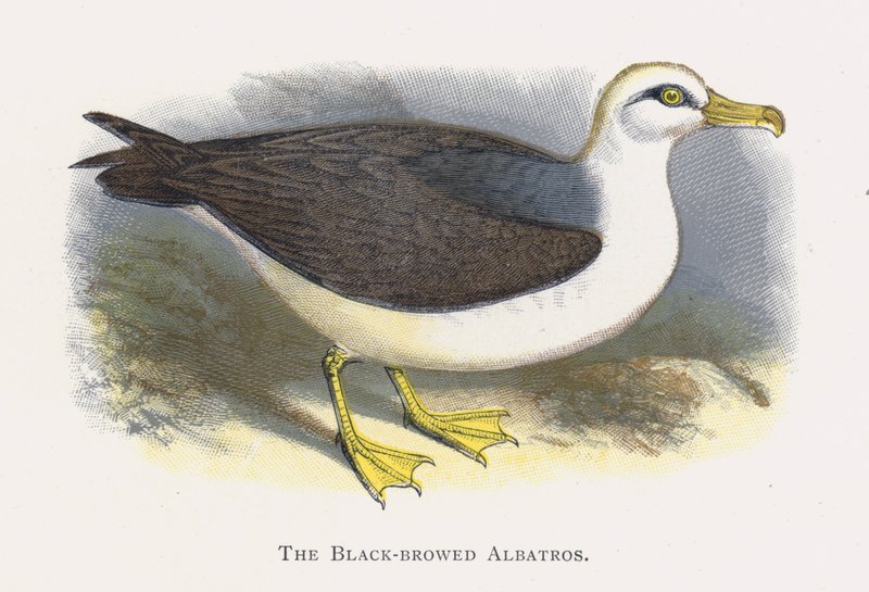 Den svartbrynede albatrosen av Alexander Francis Lydon