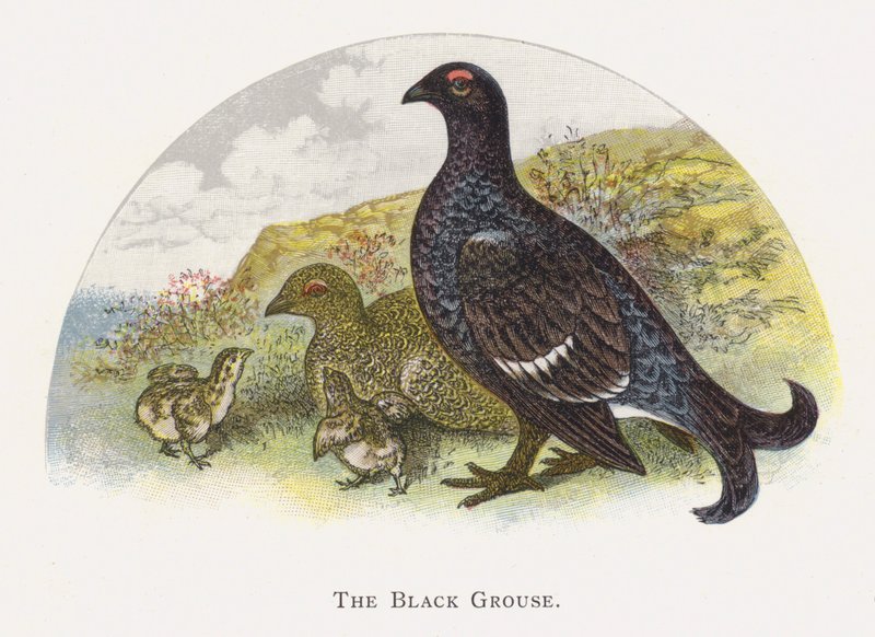 The Black Grouse av Alexander Francis Lydon