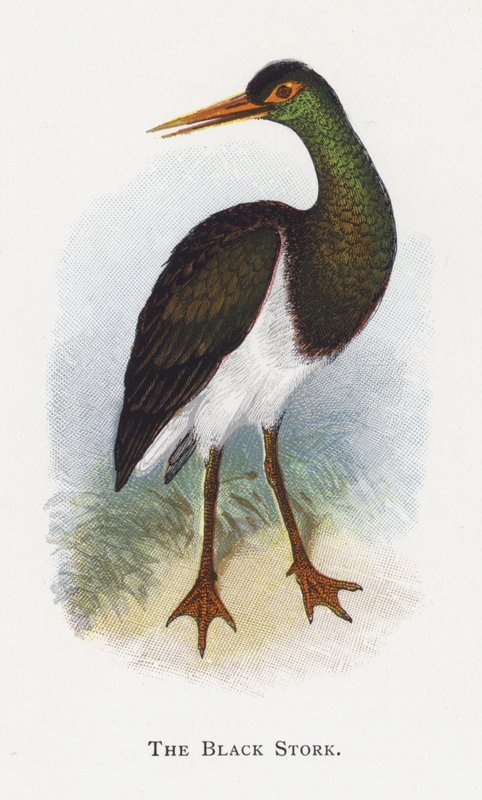 Den svarte storken av Alexander Francis Lydon