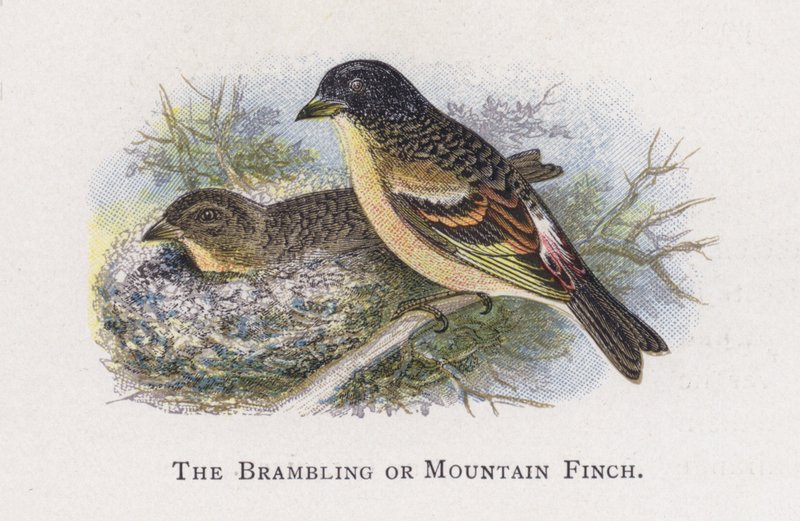Bramling eller fjellfink av Alexander Francis Lydon