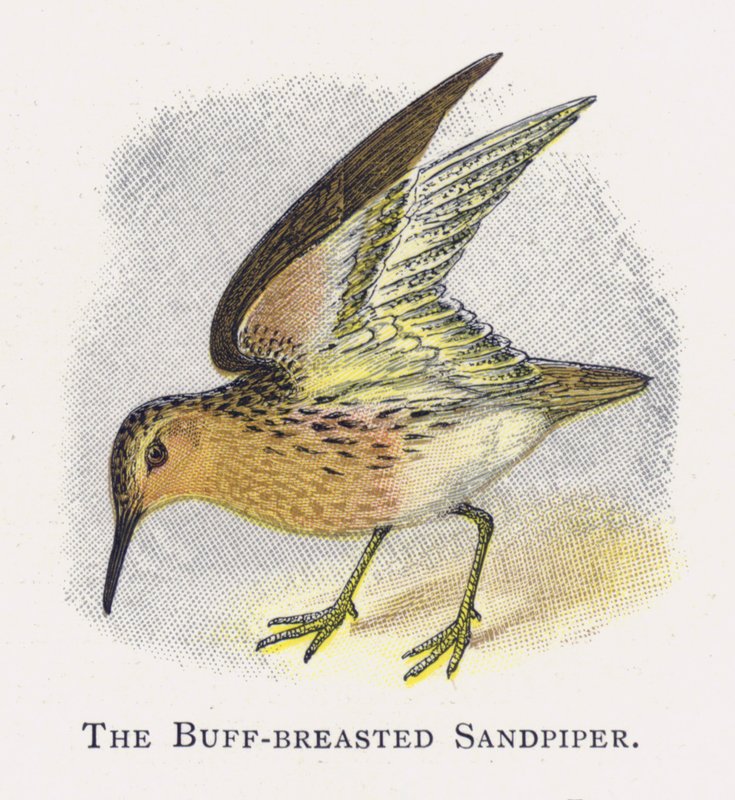 Buff-breasted Sandpiper av Alexander Francis Lydon