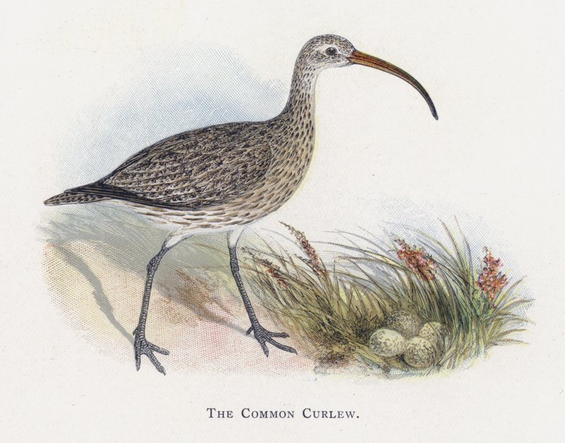 Den vanlige curlew av Alexander Francis Lydon