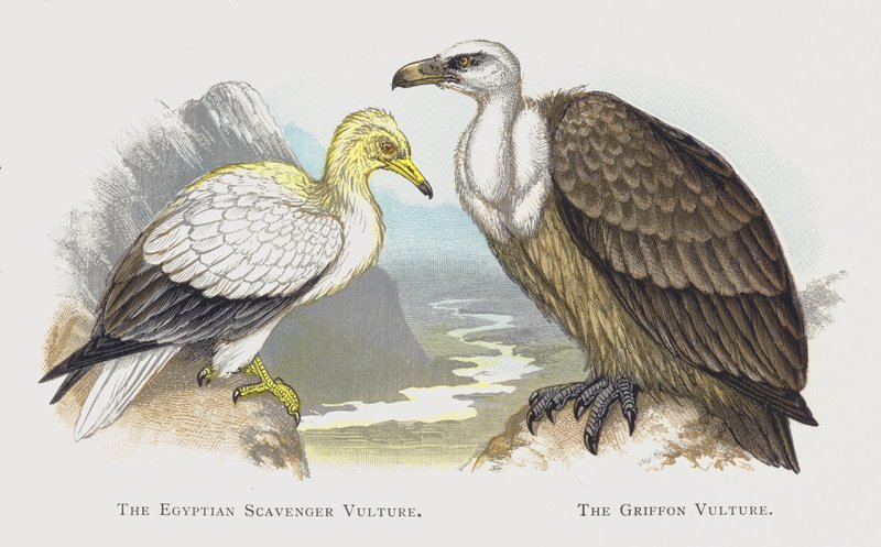 Den egyptiske åtselgribben, The Griffon Vulture av Alexander Francis Lydon