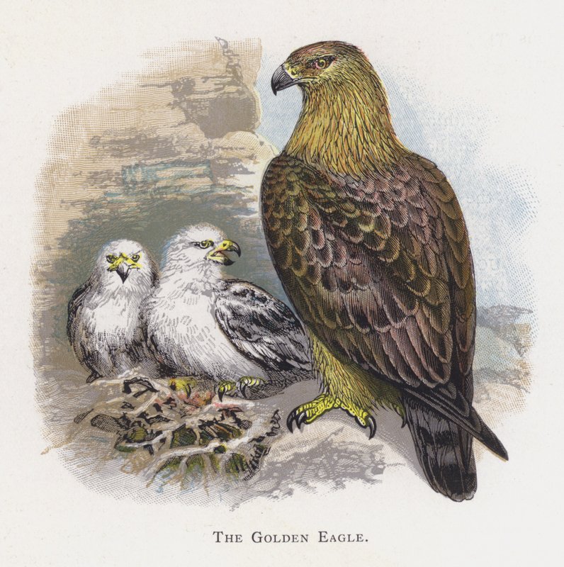 Golden Eagle av Alexander Francis Lydon