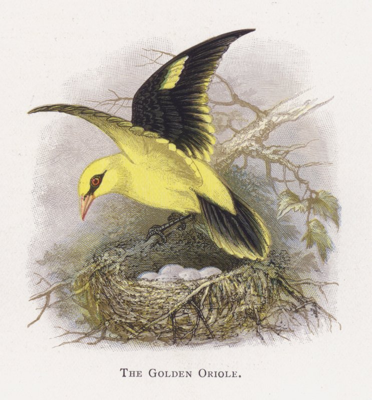 The Golden Oriole av Alexander Francis Lydon