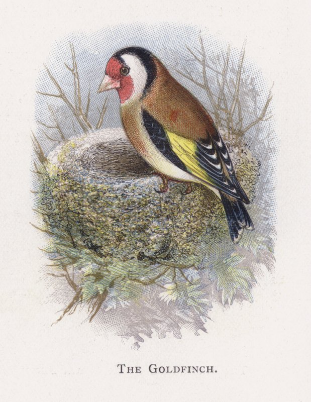 Gullfinken av Alexander Francis Lydon