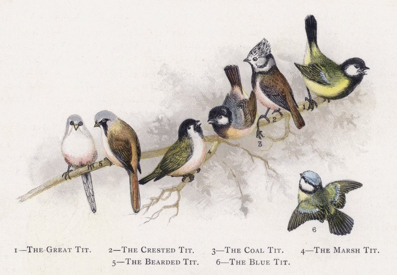 Pommemeis, Toppmeis, Kullmeis, Myrmeis, Skjeggmeis, Blåmeis av Alexander Francis Lydon
