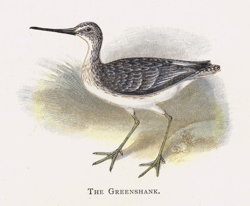The Greenshank av Alexander Francis Lydon