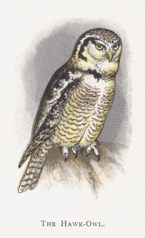 Haukugle av Alexander Francis Lydon