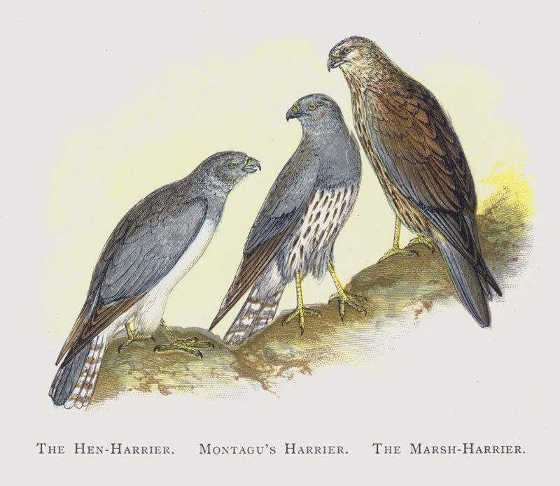 Hønehareren, Montagusharen, Myrharen av Alexander Francis Lydon