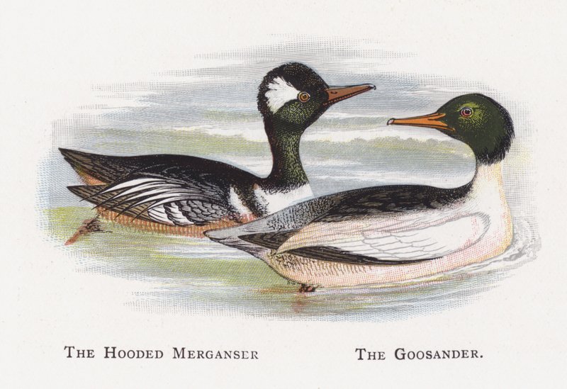 The Hette Merganser, The Goosander av Alexander Francis Lydon