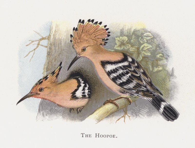 The Hoopoe av Alexander Francis Lydon