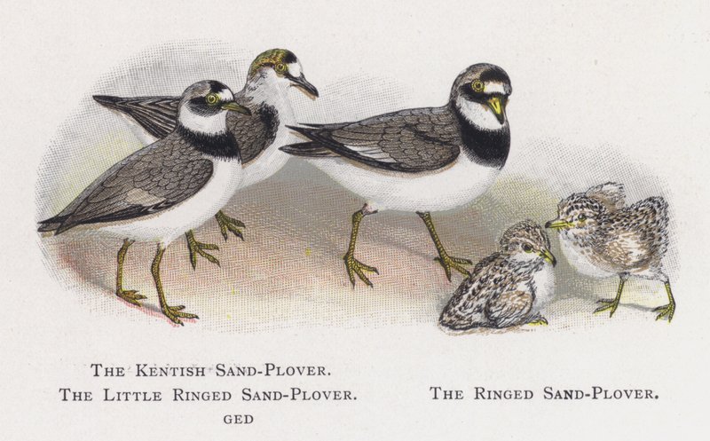 Den Kentiske Sand-Ploveren, The Little Ringed Sand-Plover, The Ringed Sand-Plover av Alexander Francis Lydon