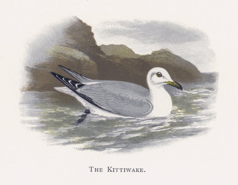 Kittiwake av Alexander Francis Lydon