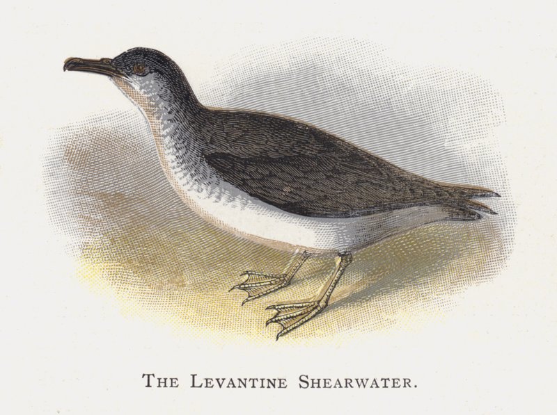 Den Levantinske Shearwater av Alexander Francis Lydon