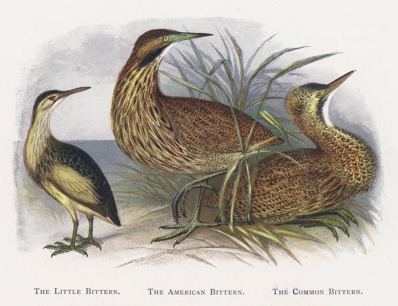 The Little Bittern, The American Bittern, The Common Bittern av Alexander Francis Lydon