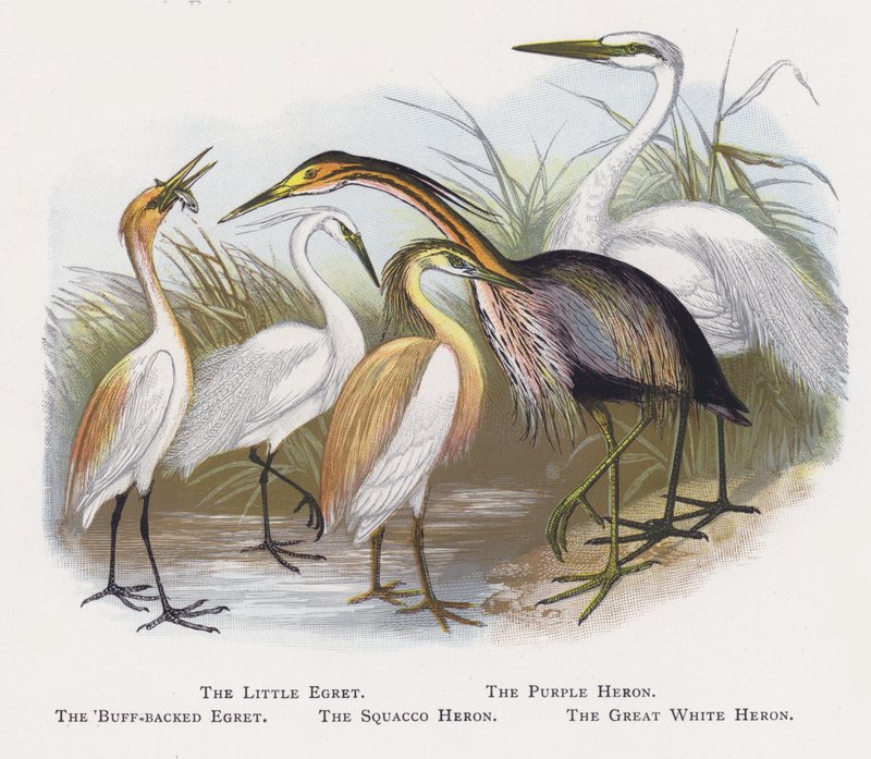The Little Egret, The Purple Hegre, The Buff-backed Egret, The Squacco Heron, The Great White Heron av Alexander Francis Lydon