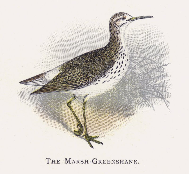 Marsh-Greenshank av Alexander Francis Lydon
