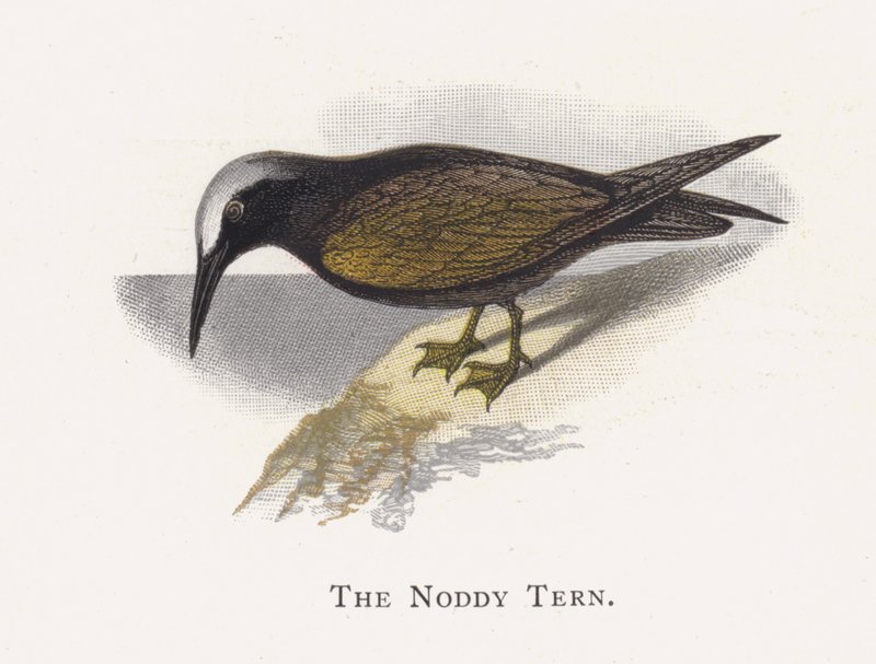 Noddy Tern av Alexander Francis Lydon