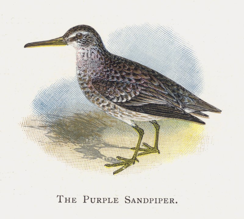 Den lilla Sandpiper av Alexander Francis Lydon