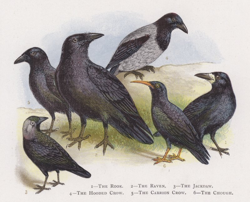 The Rook, The Raven, The Jackdaw, The Hooded Crow, The Carrion Crow, The Cough av Alexander Francis Lydon