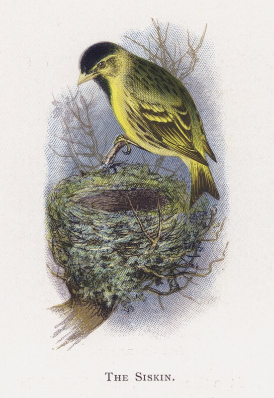 The Siskin av Alexander Francis Lydon