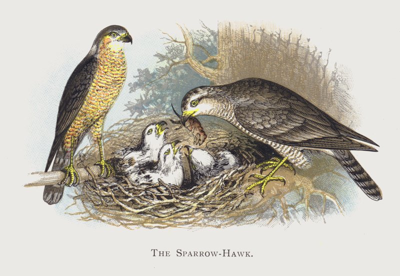 Sparrow-Hawk av Alexander Francis Lydon