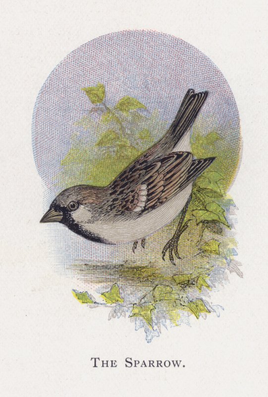 Spurven av Alexander Francis Lydon