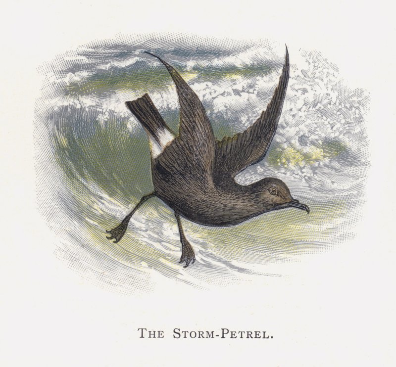 Storm-petrel av Alexander Francis Lydon