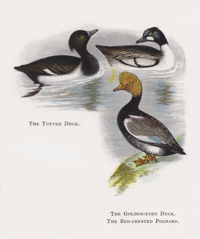 Tufted Duck, The Golden-eyed Duck, The Red-crested Pochard av Alexander Francis Lydon